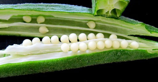 Bamele - delicioasele legume de sezon