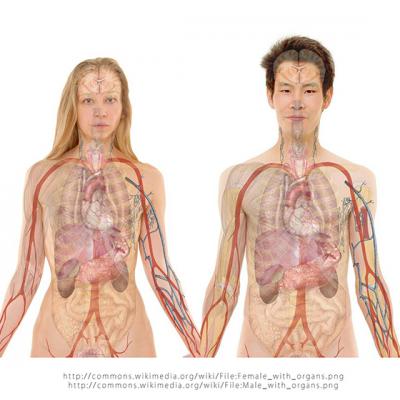 Tratamente naturiste care iti CURATA rinichii