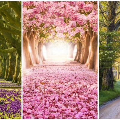 Alege una dintre cararile de mai jos pentru a descoperi adevarata ta personalitate si care este provocarea ta in viata