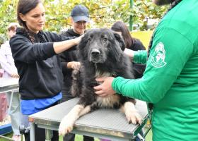 De Ziua Mondială a Animalelor, Mars încurajează adopțiile și susținerea adăposturilor de animale