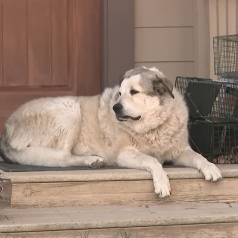 Animalele au inimi mai mari ca oamenii! El este Buford, câinele erou care a salvat un copil de 2 ani din sălbăticia Arizonei