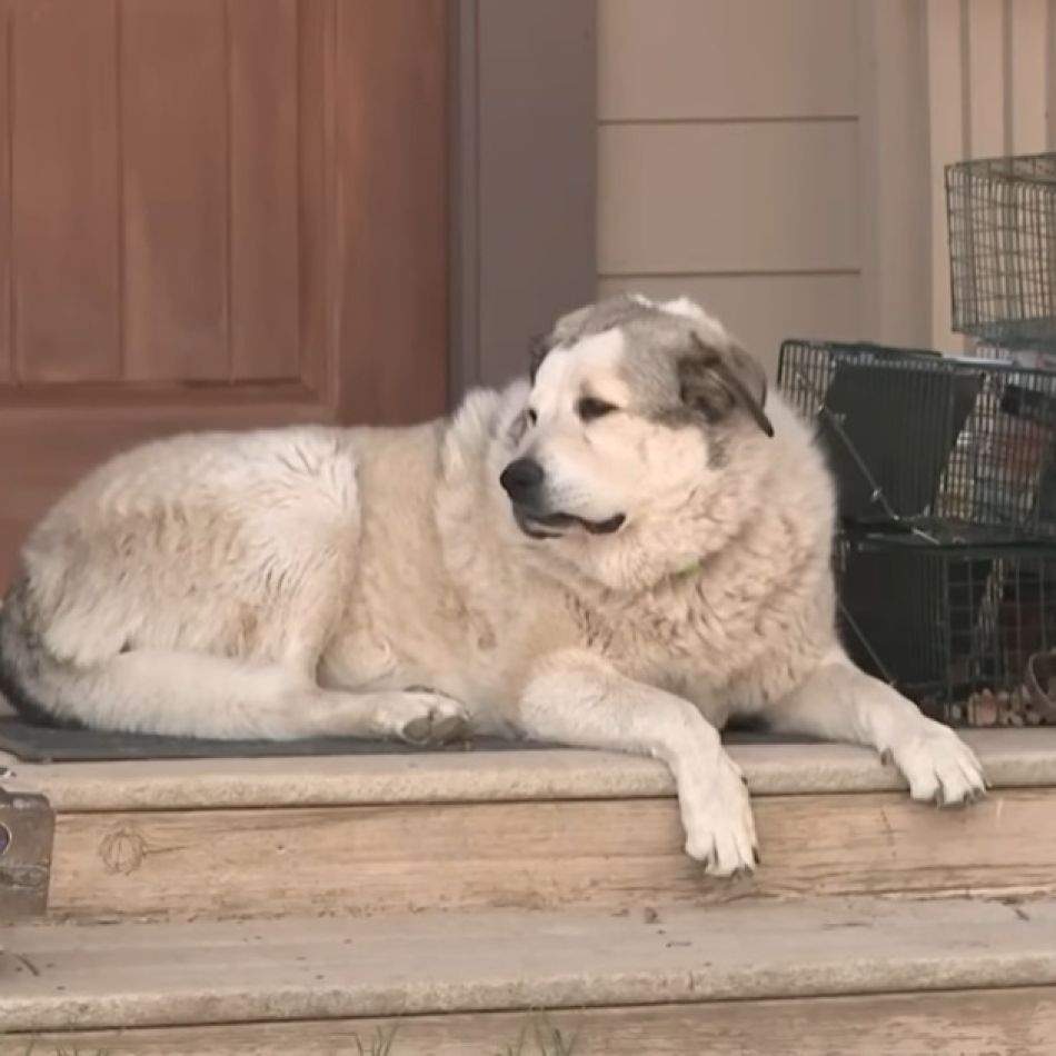 Animalele au inimi mai mari ca oamenii! El este Buford, câinele erou care a salvat un copil de 2 ani din sălbăticia Arizonei