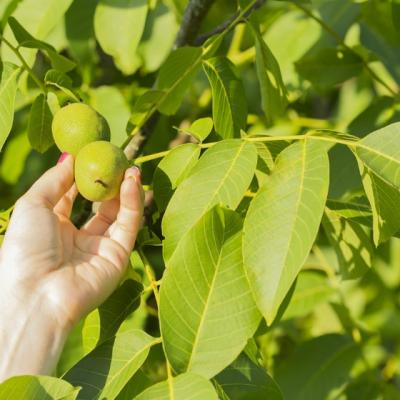 Frunzele de nuc opresc caderea parului