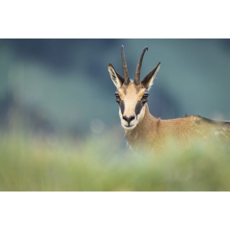 Miniseria „România sălbatică”, din 12 mai pe HBO Max