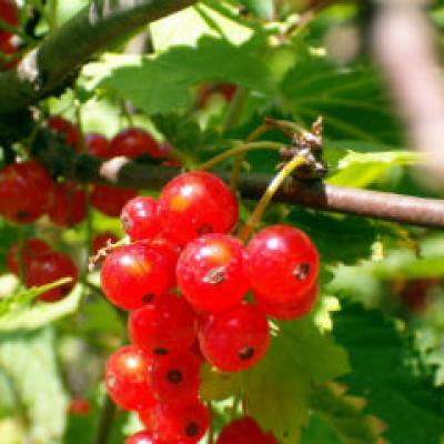 Fructele de merisor, fructele cu proprietati terapeutice imbatabile 