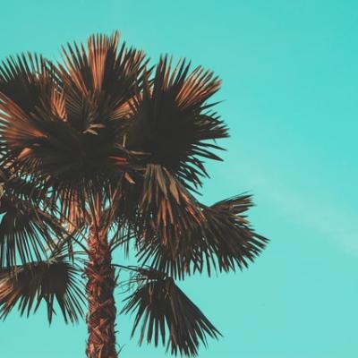 Ulei de palmier: boicot sau sprijin?