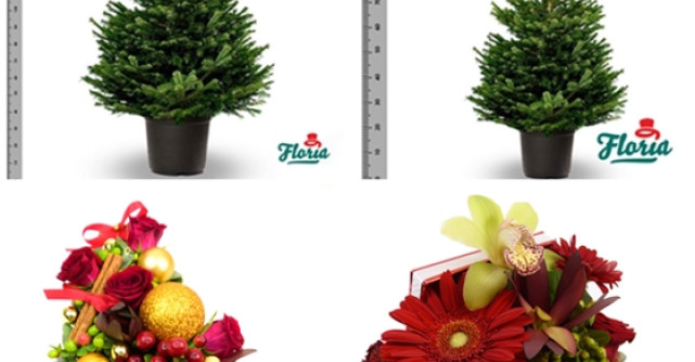 Craciun cu parfum de brad in ghiveci, in sprijinul naturii, cu Floria.ro