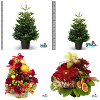 Craciun cu parfum de brad in ghiveci, in sprijinul naturii, cu Floria.ro