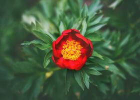 15 mai – Ziua Bujorului Românesc 🌺 Floarea-simbol a României