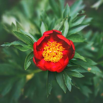 15 mai – Ziua Bujorului Românesc 🌺 Floarea-simbol a României