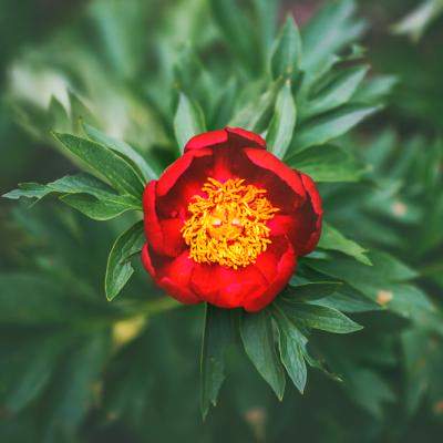 15 mai – Ziua Bujorului Românesc 🌺 Floarea-simbol a României