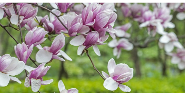 Este foarte frumoasa, dar are si proprietati vindecatoare. Sigur nu stiai asta despre magnolie!