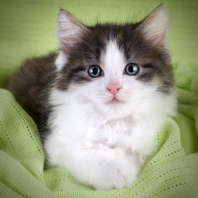 Adorabil! Poze cu pisici