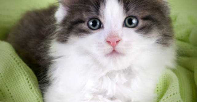 Adorabil! Poze cu pisici