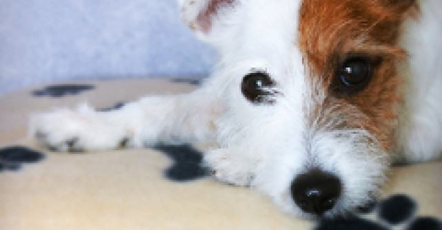 Vedetele sar in ajutorul cainilor maidanezi