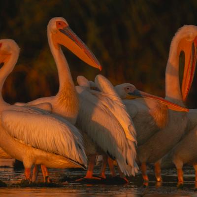 Un scurtmetraj regizat de pasari invita oamenii sa se implice in eforturile de conservare a biodiversitatii Deltei Dunarii 