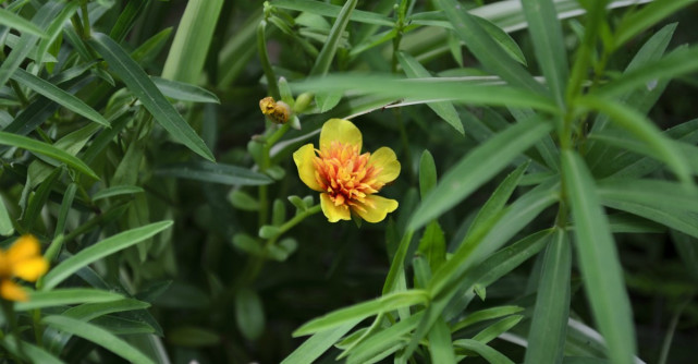 Condimentul 100% romanesc de care lumea a uitat. Beneficii incredibile pentru sanatate