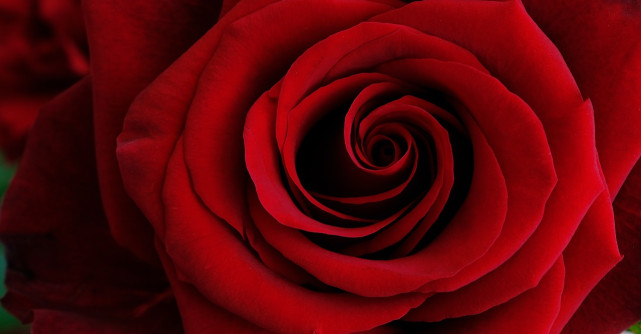 Zodiac floral – Află care este floarea aferentă fiecărei zodii