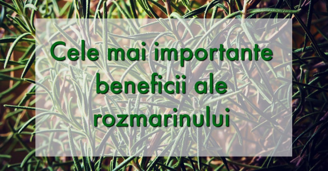 Beneficiile miraculoase ale rozmarinului