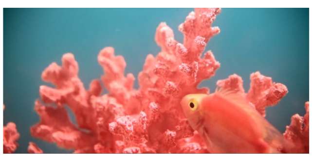 Coralul viu – culoarea anului 2019! Uite ce reprezintă!