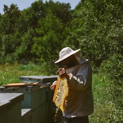 Care este starea apiculturii în România și de ce avem nevoie de o legislație clară cu privire la etichetare și origine