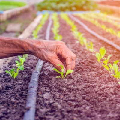 Vibratia saptamanii: MAGIE și ABUNDENȚĂ