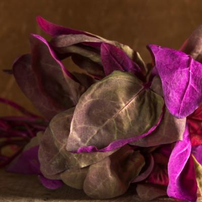 Loboda are de doua ori mai multa vitamina C decat lamaia si spanacul