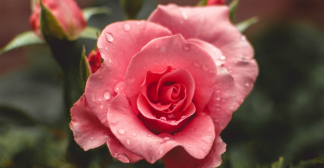 FamousRoses.eu aduce in Romania butasi de trandafiri de la producatorul de top Delbard