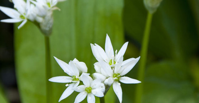 LEURDA: Cel mai puternic detoxifiant al primaverii