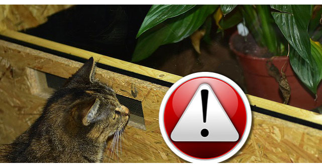 Top 10 surse de Alergeni din casa ta!