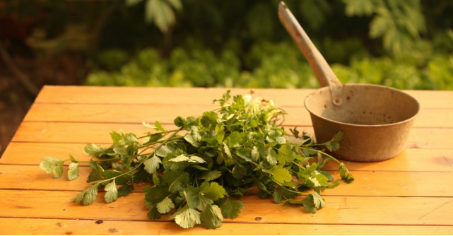 Coriandrul: beneficii si suplimente naturiste, cosmetice si parfumuri in care il regasesti