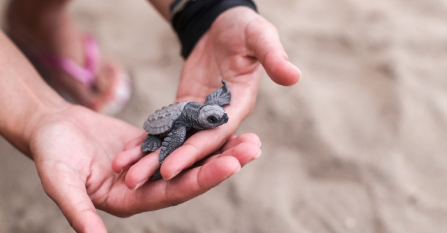 Ziua Mondiala a Veganismului