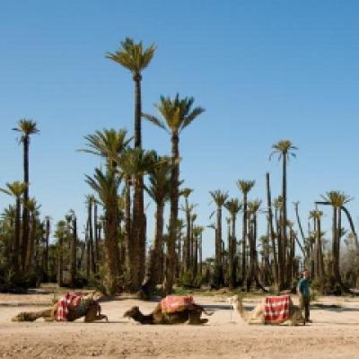 Descopera noul Egipt - din 20 august!