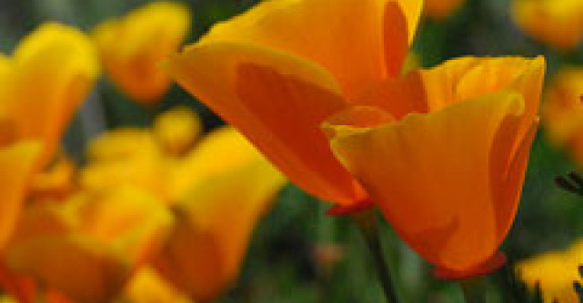 5 analgezice naturale - Uita de durere prin metode naturiste