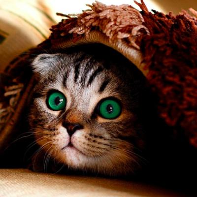 Artificiile și animalele