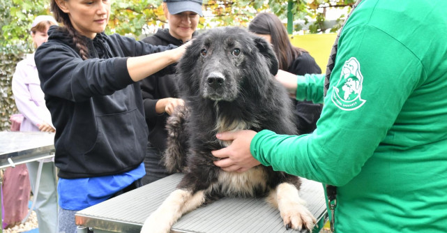 De Ziua Mondială a Animalelor, Mars încurajează adopțiile și susținerea adăposturilor de animale
