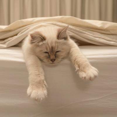 Dormi cu animalul tau de companie in pat? Ce spun medicii despre acest obicei