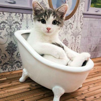 Daca va plac pisicile, atunci trebuie sa vedeti acest filmulet.