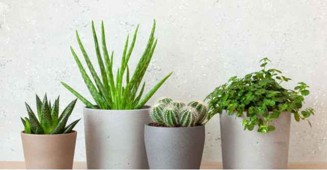 Plante suculente: Tot ce trebuie să știi