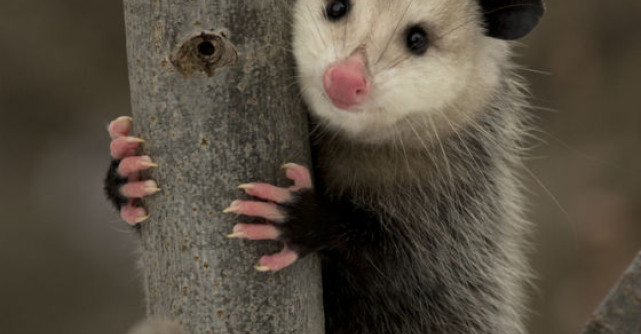 Video: Mama anului! Veti ramane uimiti de ce poate face!