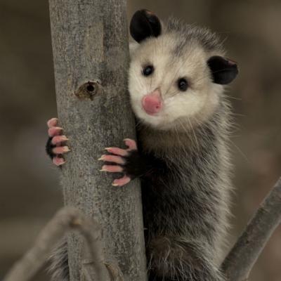 Video: Mama anului! Veti ramane uimiti de ce poate face!