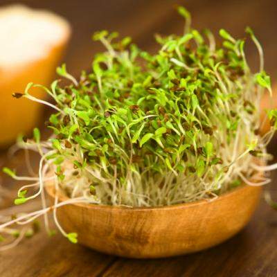 Tratamente naturiste. Nici nu iti imaginezi ce beneficii poate avea lucerna pentru sanatate