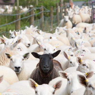 Oaia neagră a familiei și darul ascuns care poate schimba destinul unei întregi generații