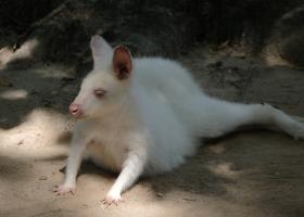 Video INCREDIBIL: Un CANGUR alb rătăcit pe străzile din București