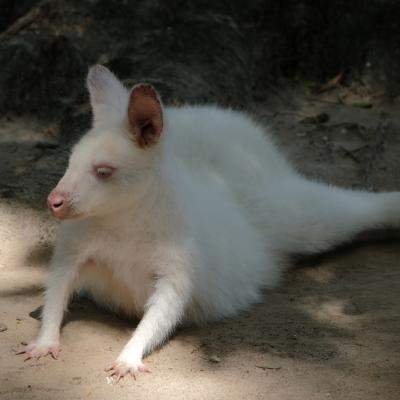 Video INCREDIBIL: Un CANGUR alb rătăcit pe străzile din București 