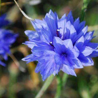 12 imagini cu flori de toamna