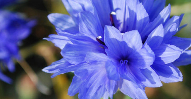 12 imagini cu flori de toamna