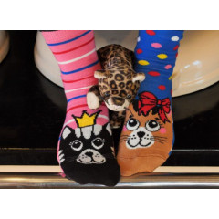Set de sosete cu pisici in culori de oferit cadou