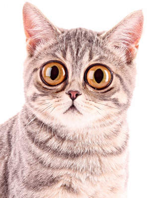 Dar... eu ce am facut?