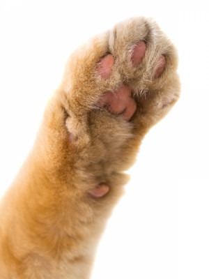 scurte si ingrijite, mereu cu stil